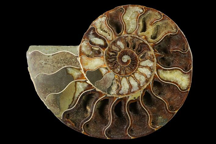 Agatized Ammonite Fossil (Half) - Madagascar #144114